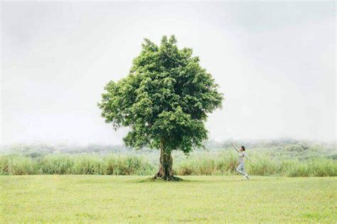 樹木的功能|50 個種樹帶來的好處： 減少溫室效應、對環境與人更好